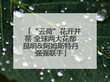 “云荷”花开并蒂 全球两大花都昆明&阿姆斯特丹强强联手