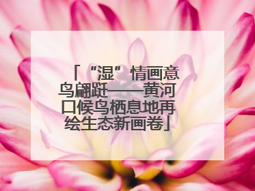 “湿”情画意鸟翩跹——黄河口候鸟栖息地再绘生态新画卷