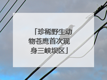 珍稀野生动物苍鹰首次现身三峡坝区