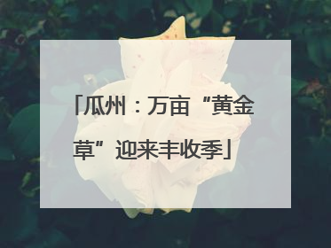 瓜州：万亩“黄金草”迎来丰收季