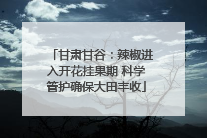 甘肃甘谷：辣椒进入开花挂果期 科学管护确保大田丰收