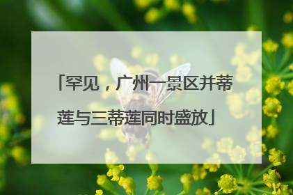 罕见，广州一景区并蒂莲与三蒂莲同时盛放