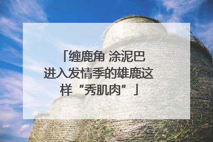 缠鹿角 涂泥巴 进入发情季的雄鹿这样“秀肌肉”