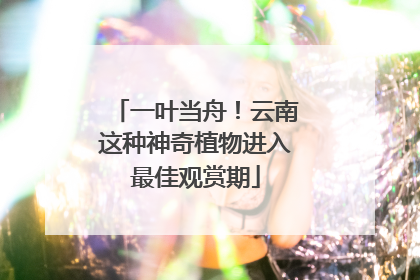 一叶当舟！云南这种神奇植物进入最佳观赏期