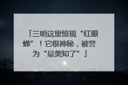 三明这里惊现“红眼蝉”！它很神秘，被誉为“最美知了”