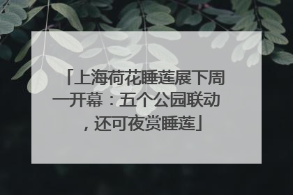 上海荷花睡莲展下周一开幕：五个公园联动，还可夜赏睡莲