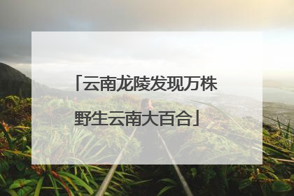 云南龙陵发现万株野生云南大百合