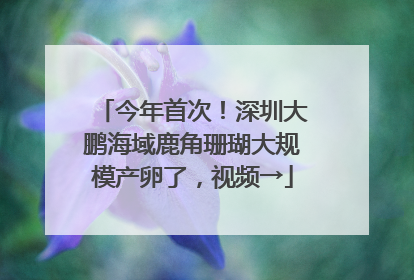 今年首次！深圳大鹏海域鹿角珊瑚大规模产卵了，视频→