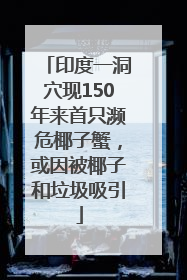 印度一洞穴现150年来首只濒危椰子蟹，或因被椰子和垃圾吸引