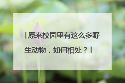 原来校园里有这么多野生动物，如何相处？