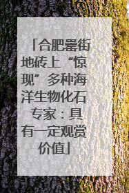 合肥罍街地砖上“惊现”多种海洋生物化石 专家：具有一定观赏价值