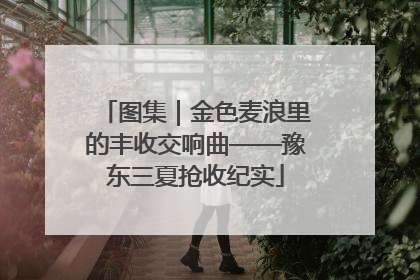 图集｜金色麦浪里的丰收交响曲——豫东三夏抢收纪实