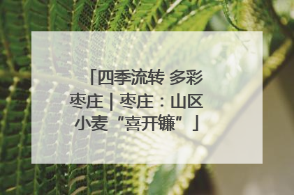 四季流转 多彩枣庄｜枣庄：山区小麦“喜开镰”