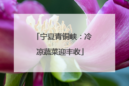 宁夏青铜峡：冷凉蔬菜迎丰收