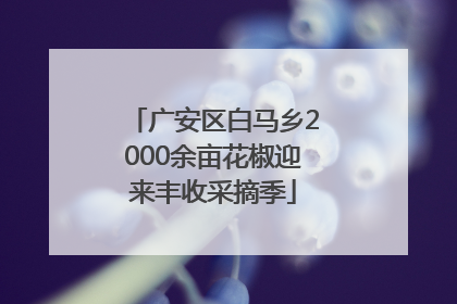 广安区白马乡2000余亩花椒迎来丰收采摘季