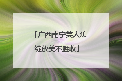 广西南宁美人蕉绽放美不胜收
