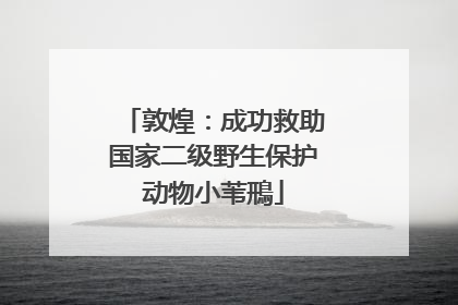敦煌：成功救助国家二级野生保护动物小苇鳽