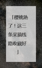 樱桃熟了！这三条采摘线路收藏好