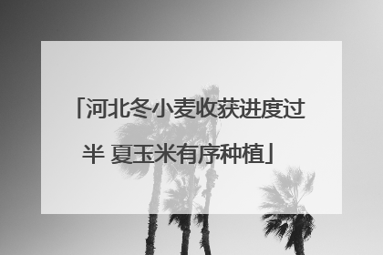 河北冬小麦收获进度过半 夏玉米有序种植