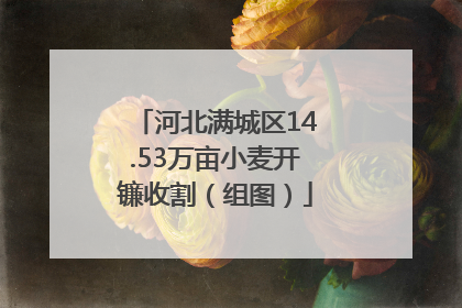 河北满城区14.53万亩小麦开镰收割（组图）