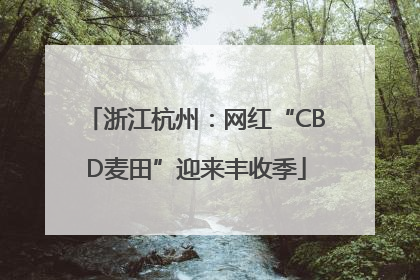 浙江杭州：网红“CBD麦田”迎来丰收季