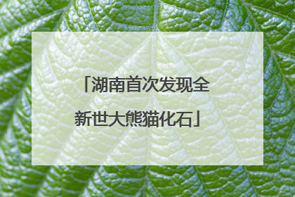 湖南首次发现全新世大熊猫化石