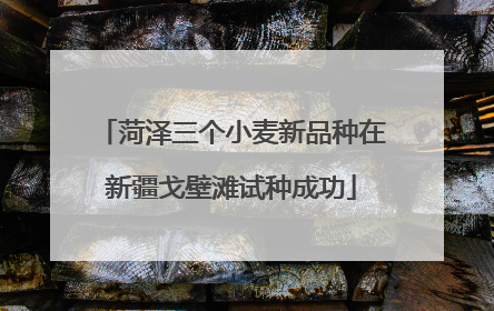 菏泽三个小麦新品种在新疆戈壁滩试种成功