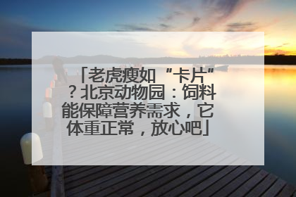 老虎瘦如“卡片”？北京动物园：饲料能保障营养需求，它体重正常，放心吧