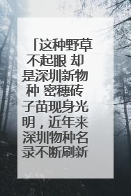 这种野草不起眼 却是深圳新物种 密穗砖子苗现身光明，近年来深圳物种名录不断刷新