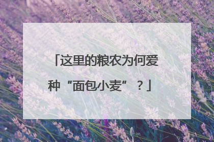 这里的粮农为何爱种“面包小麦”？
