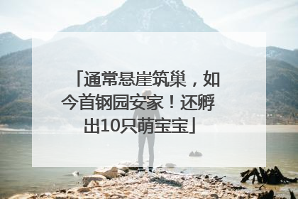 通常悬崖筑巢，如今首钢园安家！还孵出10只萌宝宝