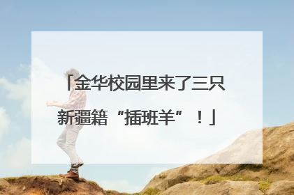 金华校园里来了三只新疆籍“插班羊”！