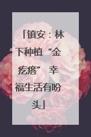 镇安：林下种植“金疙瘩” 幸福生活有盼头