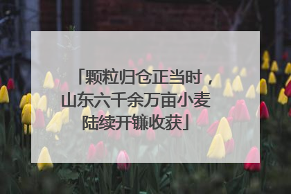 颗粒归仓正当时，山东六千余万亩小麦陆续开镰收获