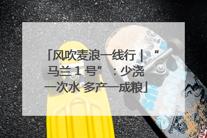 风吹麦浪一线行｜“马兰 1 号”：少浇一次水 多产一成粮