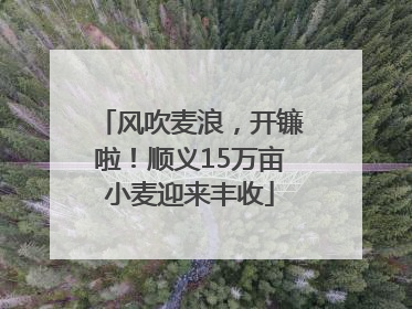 风吹麦浪，开镰啦！顺义15万亩小麦迎来丰收