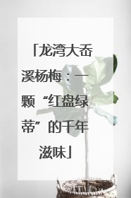 龙湾大岙溪杨梅：一颗“红盘绿蒂”的千年滋味