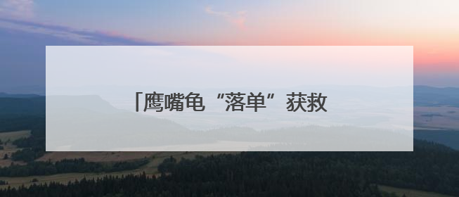 鹰嘴龟“落单”获救 野保人员放归自然