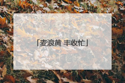 麦浪黄 丰收忙
