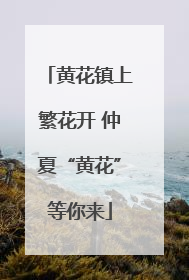 黄花镇上繁花开 仲夏“黄花”等你来