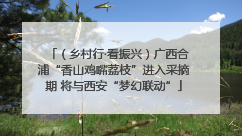 （乡村行·看振兴）广西合浦“香山鸡嘴荔枝”进入采摘期 将与西安“梦幻联动”