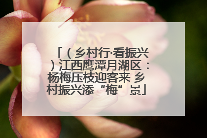 （乡村行·看振兴）江西鹰潭月湖区：杨梅压枝迎客来 乡村振兴添“梅”景